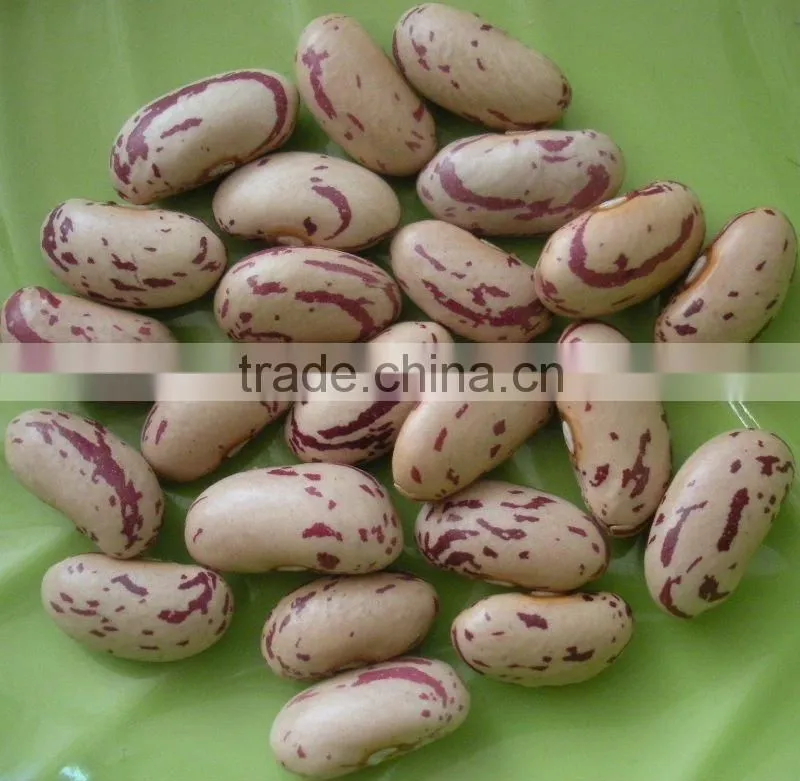 2011 New Crop Bean With Long Shape