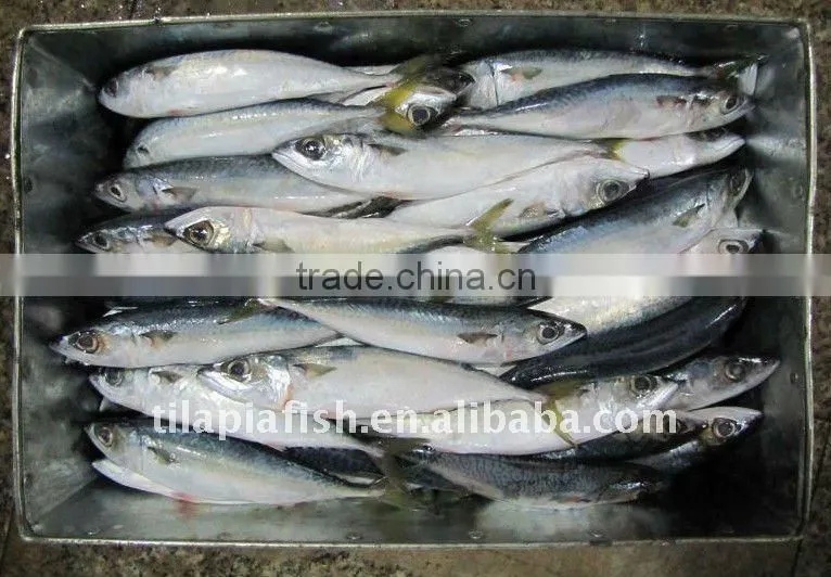 High quality frozen pacific mackerel fish for sale