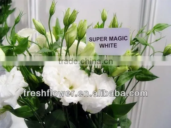 Fresh cut flowers named Eustoma