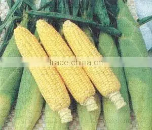 MZ-633 Supper corn stripper production line (Video)