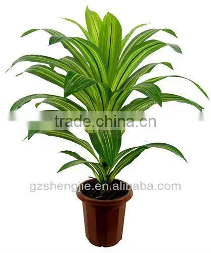 GuangZhou SJ artificial plants/artificial dracaena fragrans