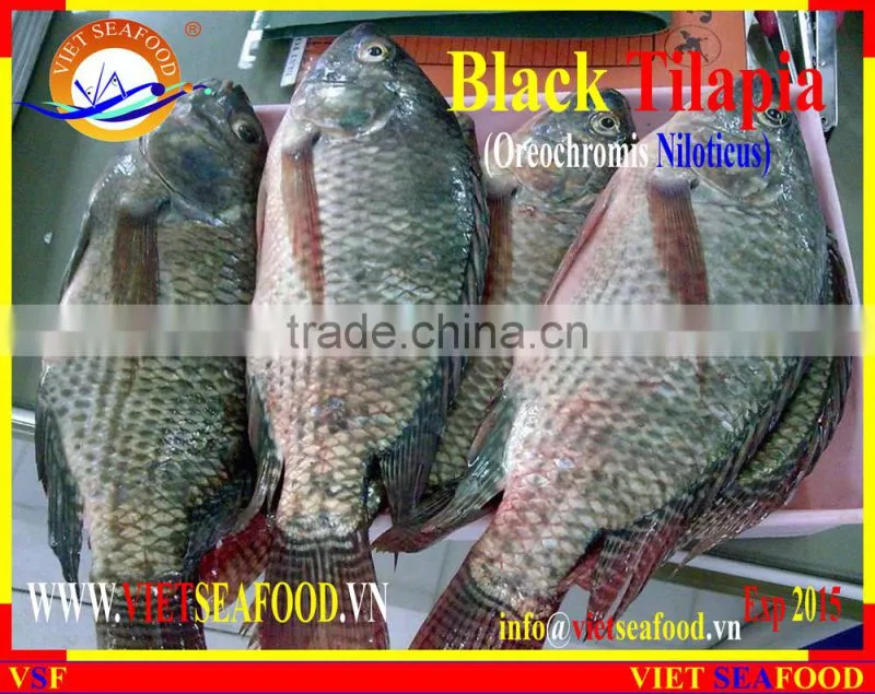 FROZEN BLACK TILAPIA WHOLE ROUND