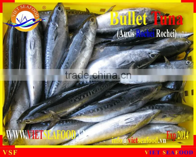 W/R FROZEN BULLET TUNA