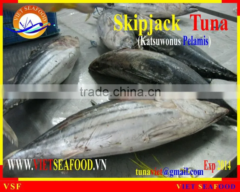 FROZEN W/R SKIPJACK TUNA