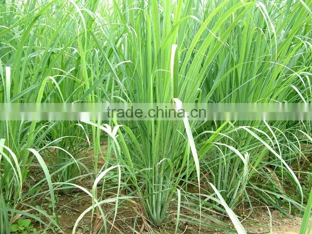 Frozen Lemongrass / Fresh lemongrass / Lemongrass Vietnam