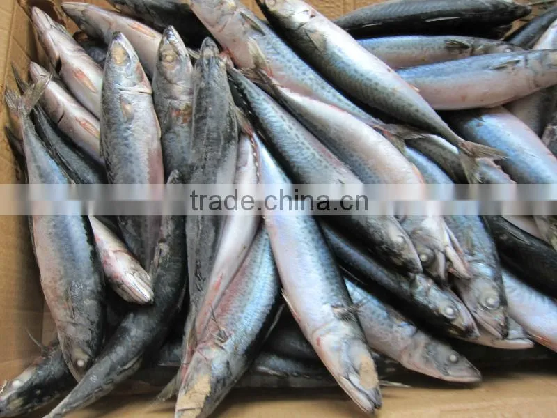 Seafrozen Pacific Mackerel Blue Mackerel