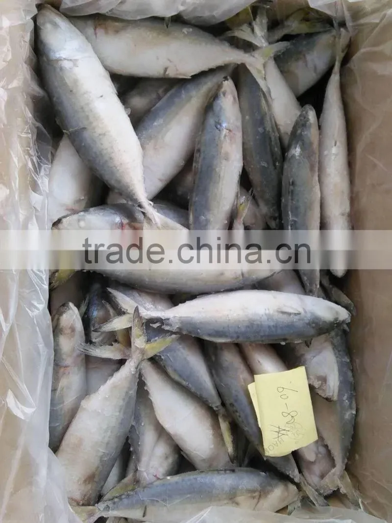 supply frozen indian mackerel