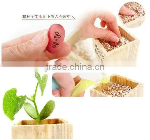 Wood box magic bean