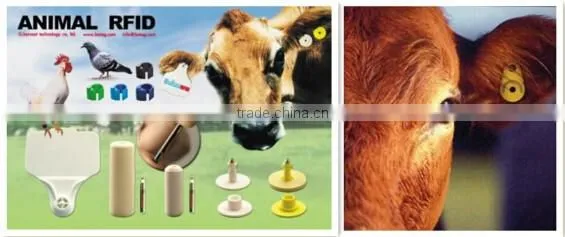 LF HF RFID Passive Animal Management Tag/RFID Ear Tag For animal
