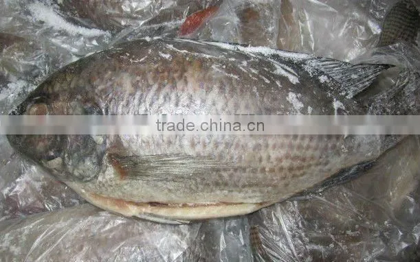 Cheap gutted scaled frozen tilapia