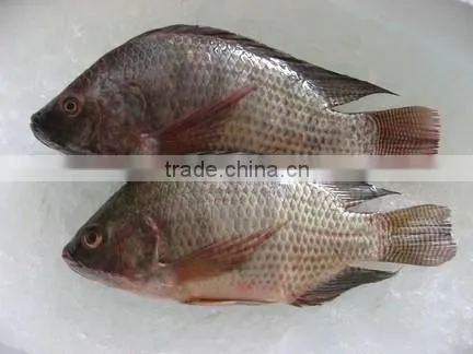 Price frozen tilapia fish whole round and gutted scaled