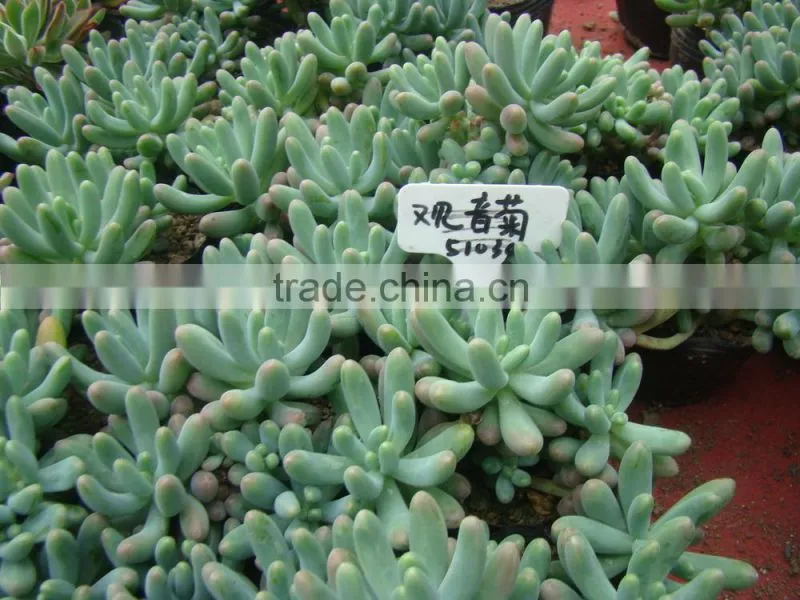 succulent plants