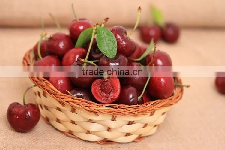 Cherry seedling