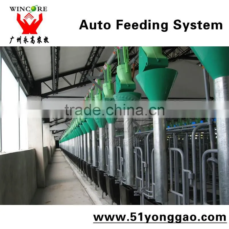 Auto Feeding System for Pig Farm
