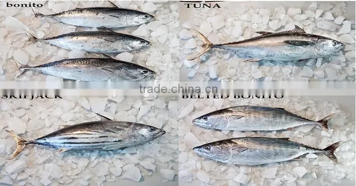 Boneless Frozen per-cooked tuna loin for canned