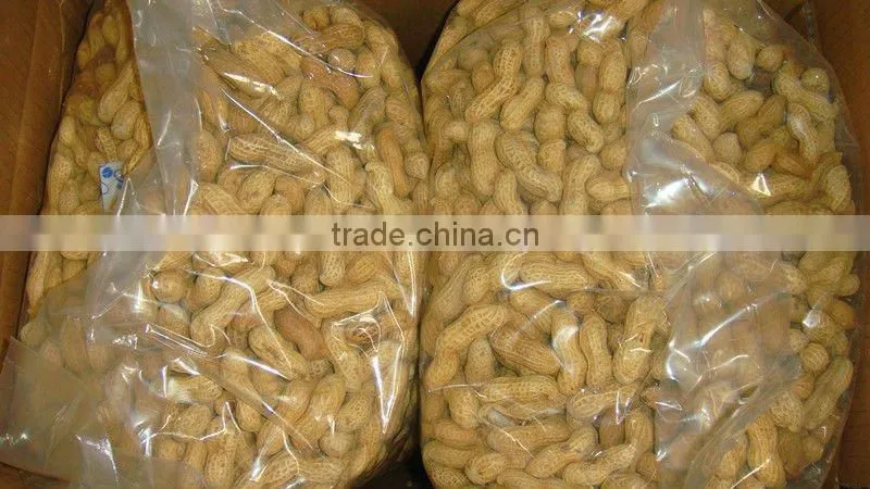 Shandong new crop roasted peanuts in shell