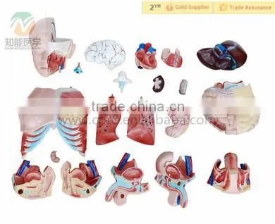 Human Anatomical asexual torso model with organ