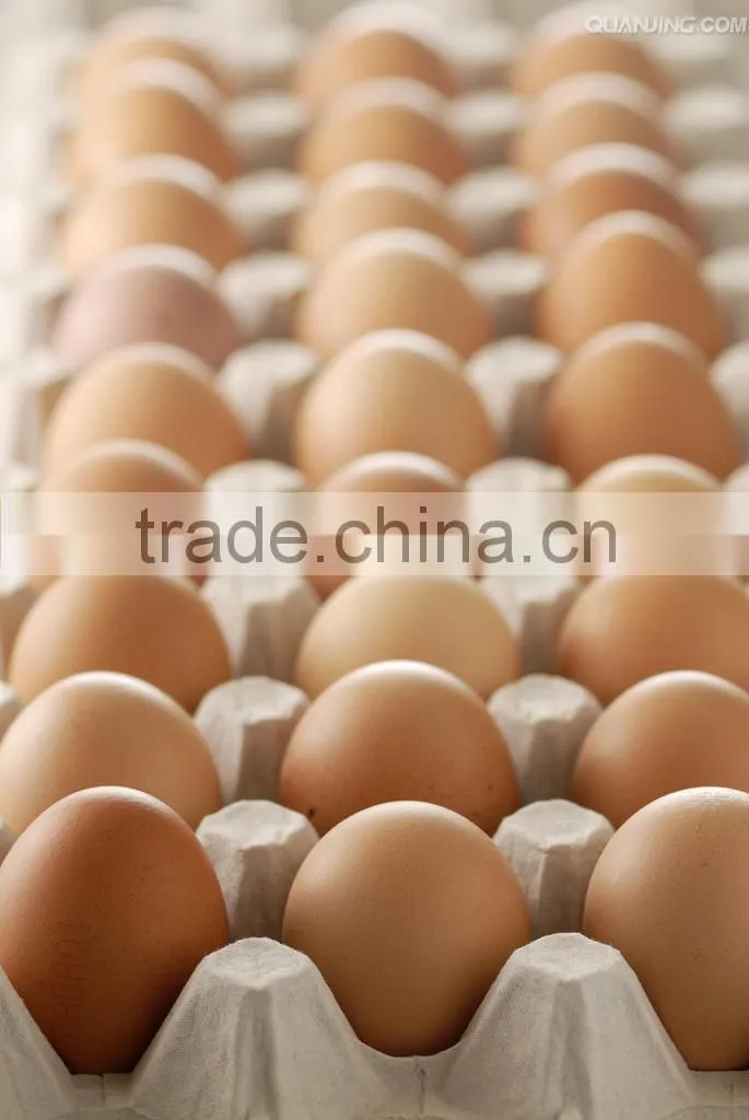 Automatic Egg Tray Production Line