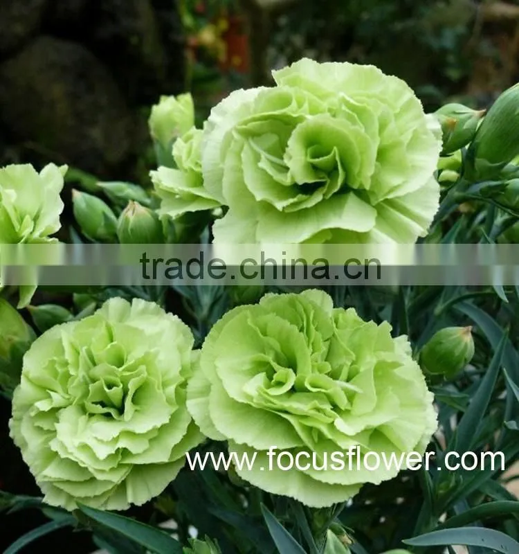 2016 Hot Sale Carnation Cut Flowers Price Without Middleman Green Mini Carnation Flowers