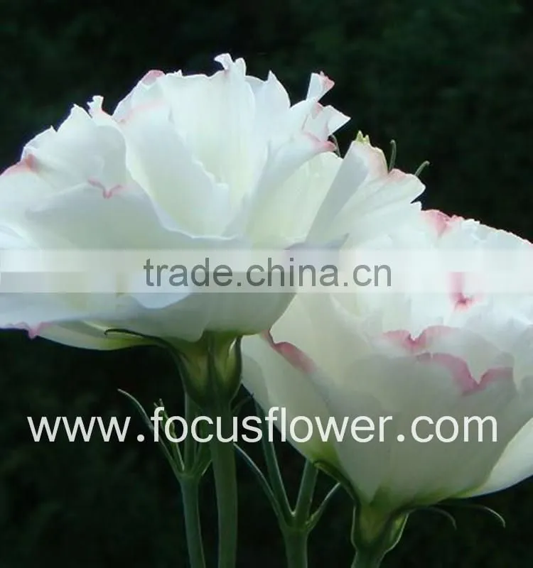 Wide Varieties Fresh Cut Flower Color Lisianthus Purple Lisianthus Flowers From Yunnan, China