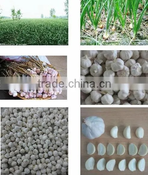 Fresh Pure White Garlic 5.0cm Packed In Carton
