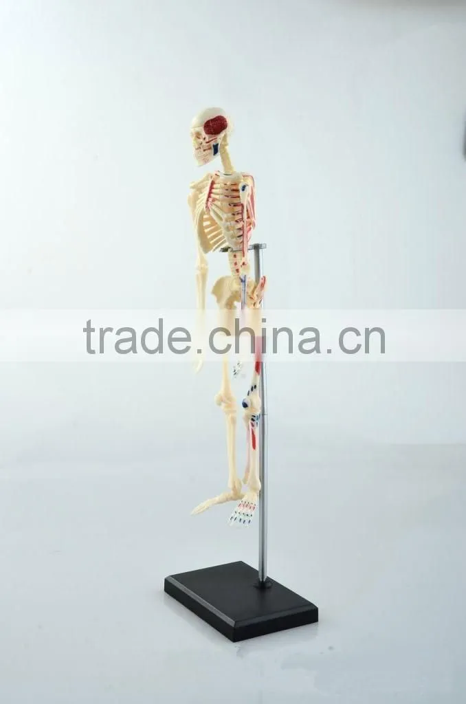 V-HM01 4D MASTER Artificial Human bone structure model