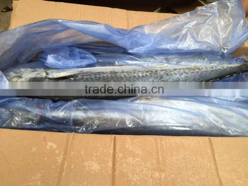 Best Quality Spanish Mackerel Frozen On Board
