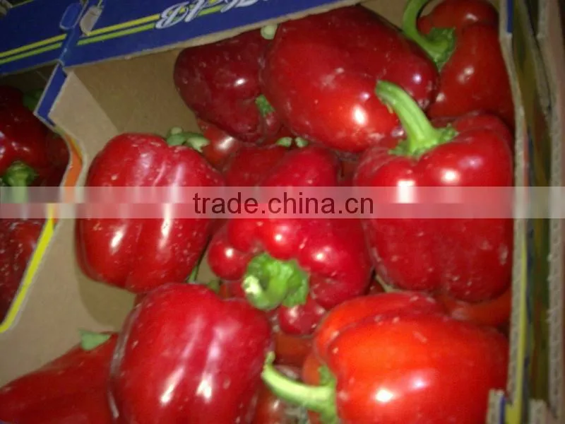 Color pepper ( GREEN - YELLOW - RED )