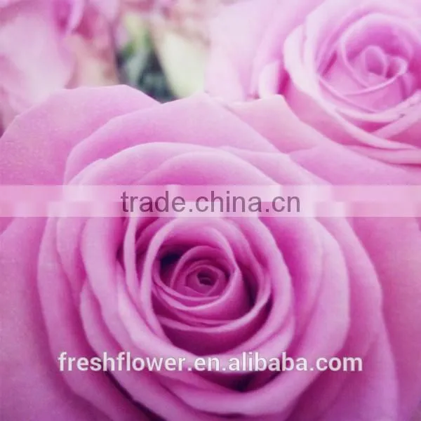 wholesale fresh rose flower of long stem flowers fresh cut flowers
