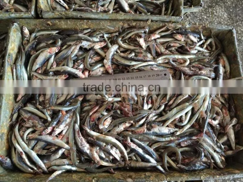 Fresh frozen small anchovy