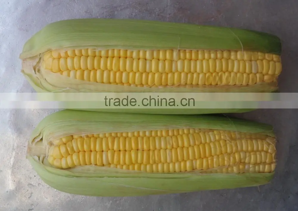 USA Frozen Yellow Sweet Corn from Vietnam