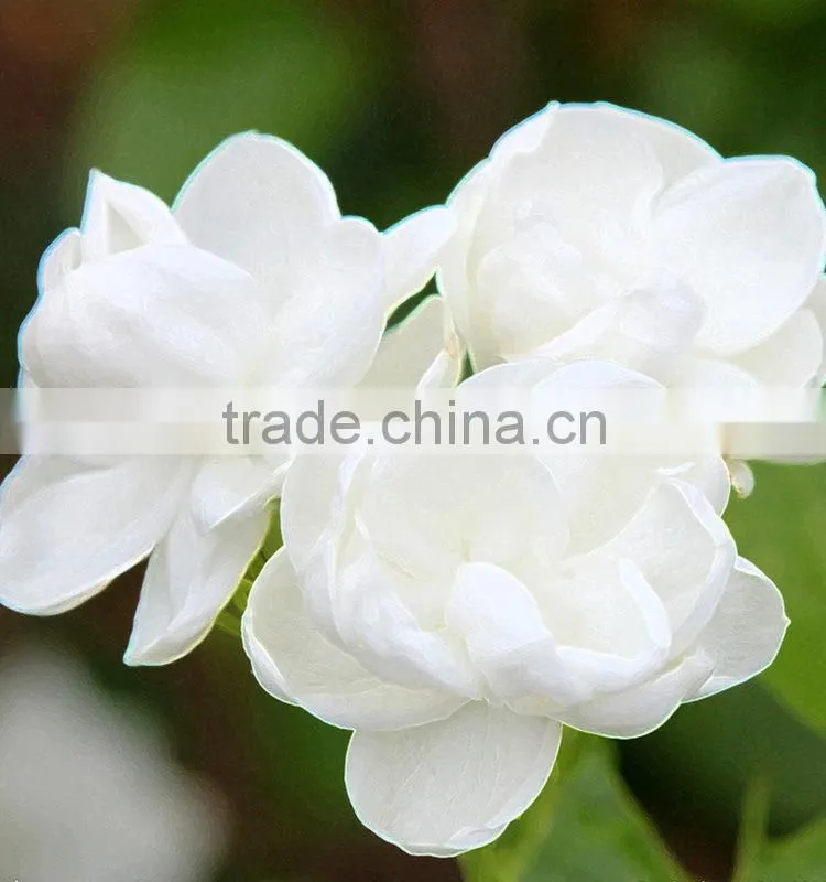 Super quality useful jasmine export