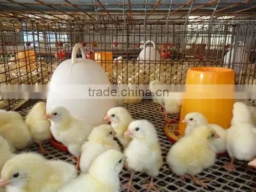 Poultry Drinkers