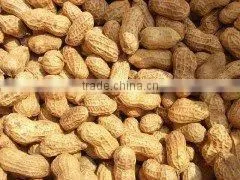 Delicious roasted peanuts in shell for sale