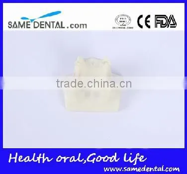 Sinus lift practice model Dental Eduction Assitant No. DEA-23
