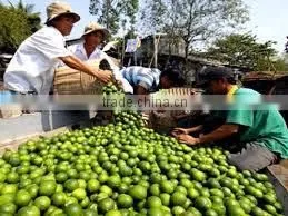 Lemon Vietnam hot for sale