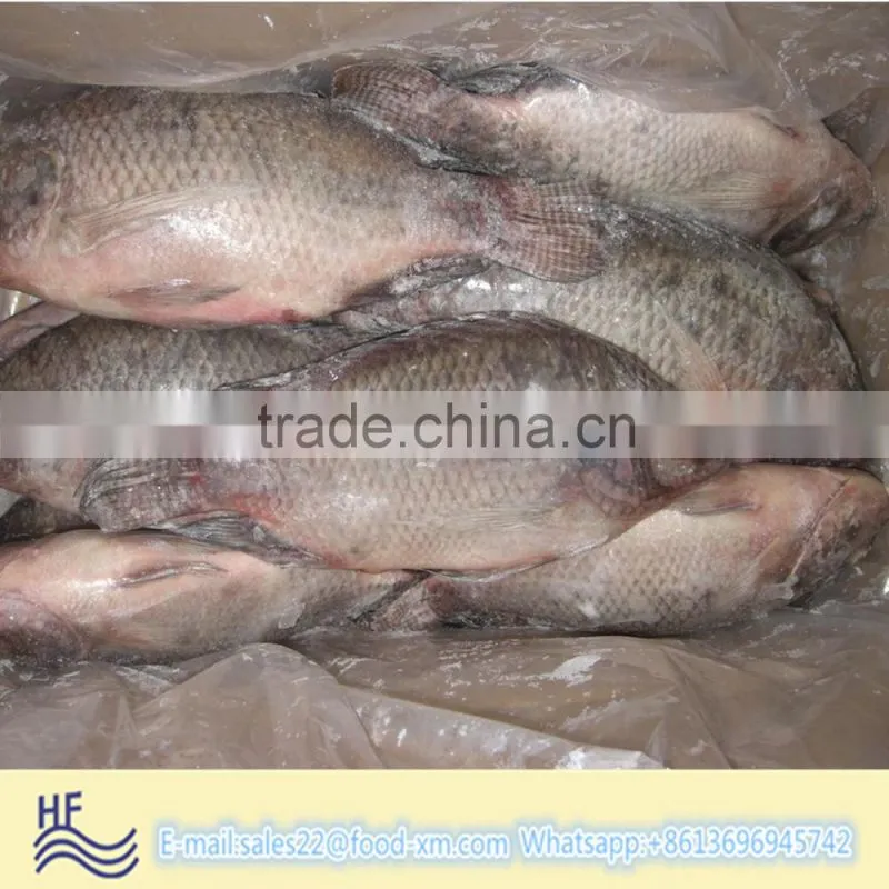 HHF FROZEN BLACK TILAPIA WHOLE ROUND