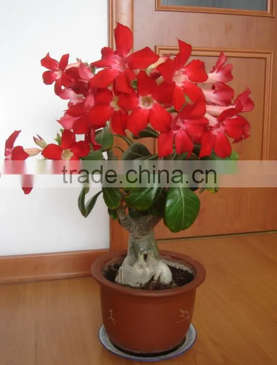 desert rose