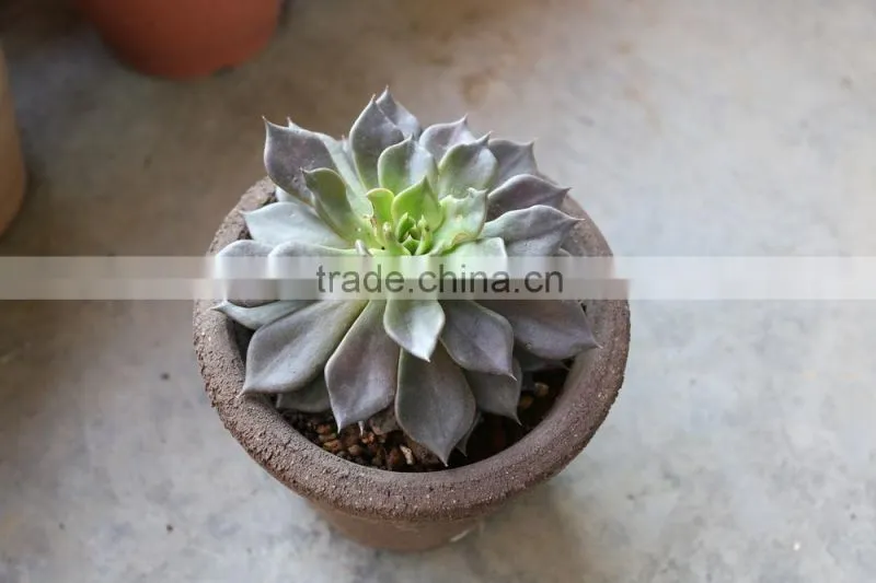 Echeveia 'Black Prince' of succulent plants