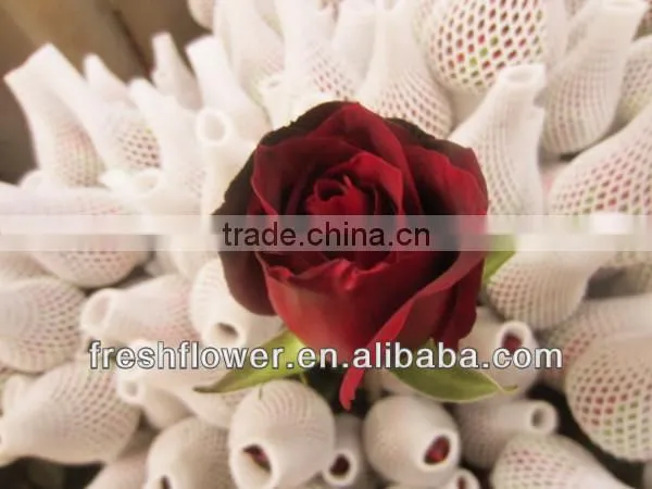 Wholesale fresh cut flowers of black rose from kunming
