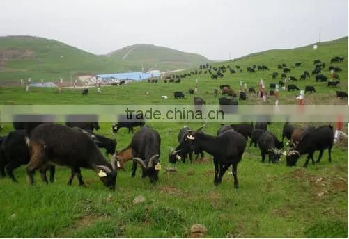 High Quality Animal Tag with Factory Price