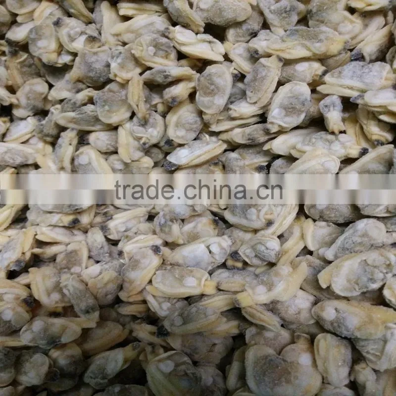 COOKED AND IQF FROZEN YELLOW CLAM MEAT