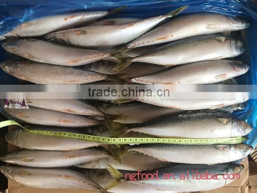 frozen mackerel fish whole round