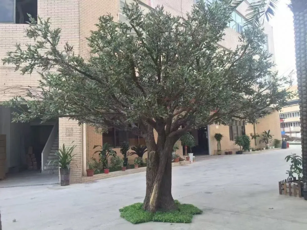 Olive tree-20250217 (2).jpg