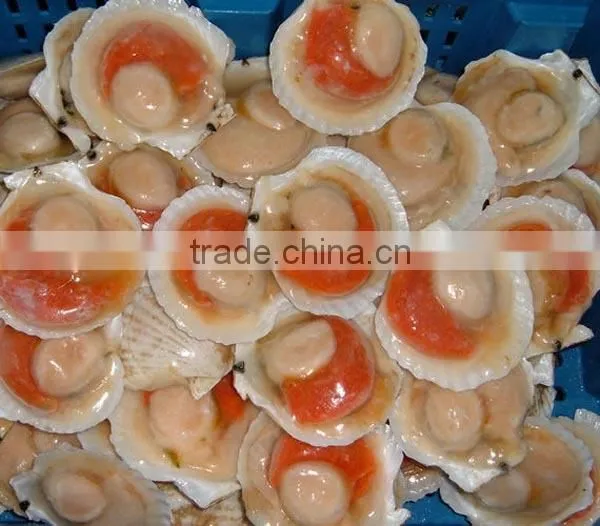 Frozen roe-on scallop