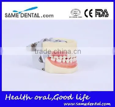 Detachable dentition model for school education dental model