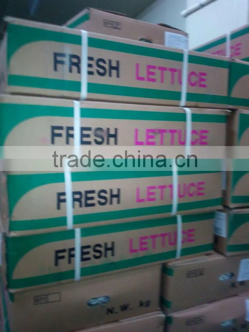fresh lettuce for sale good quality