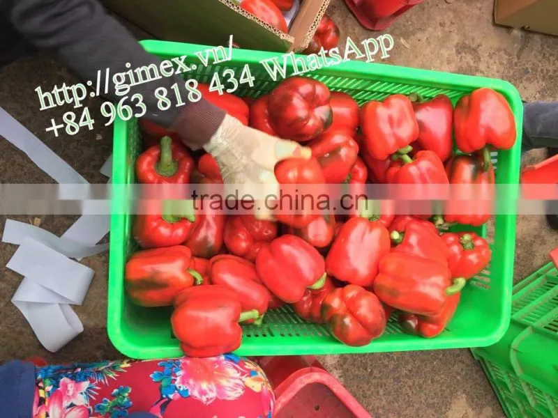 FRESH SWEET BELL PEPPER