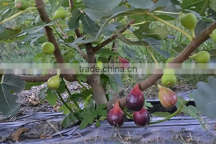 Fig & Ficus carica seedling