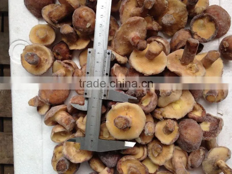 IQF SUILLUS GRANULATUS